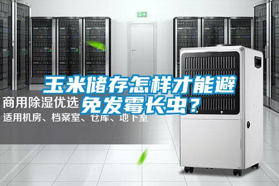 玉米儲存怎樣才能避免發(fā)霉長蟲？