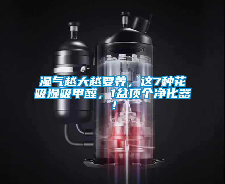 濕氣越大越要養，這7種花吸濕吸甲醛，1盆頂個凈化器！